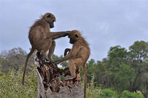 Tarangire National Park Luxury Safaris - Southern Destinations