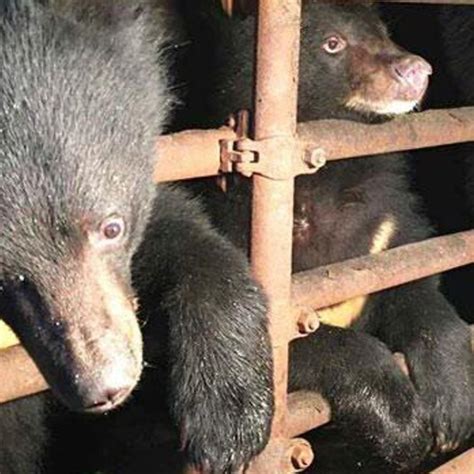 Three bear cubs saved from becoming Chinese tourist bait after police ...