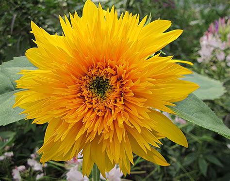 Teddy Bear Sunflower Photograph by MTBobbins Photography