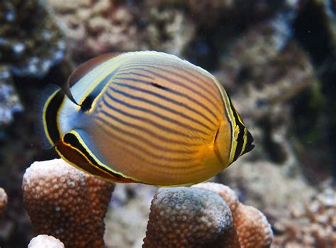 Melon Butterflyfish - Chaetodon trifasciatus | Marine fish, Aquarium fish tank, Tropical fish