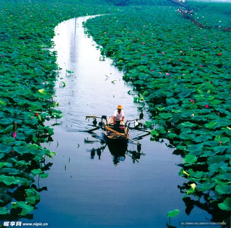 白洋淀摄影图__自然风景_自然景观_摄影图库_昵图网nipic.com