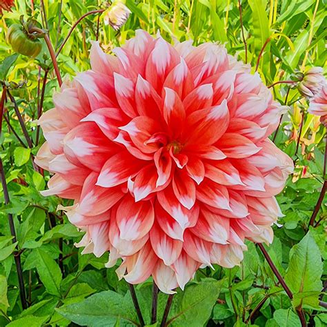 Buy Holland Festival Dahlia | Decorative Dahlias | Breck's