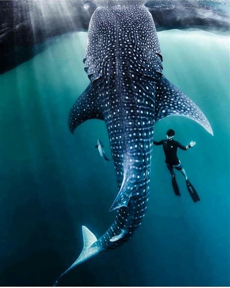 The whale shark (Rhincodon typus) is a slow-moving filter-feeding carpet | Beautiful sea ...