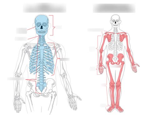 axial and appendicular region Diagram | Quizlet