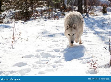 Wolf Stalking Prey stock image. Image of smart, pack - 24387455