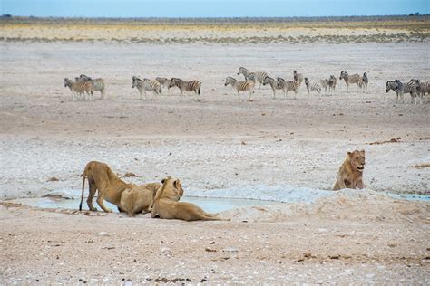 Safari in Etosha National Park: where the wildlife comes to you | Atlas ...