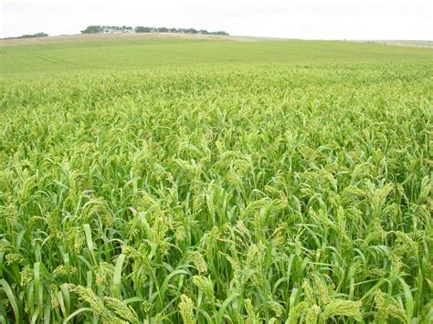 Millet Crops – Abbey Farm