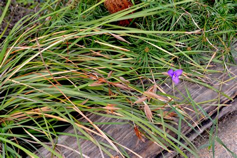 Patersonia occidentalis (Introduced -UK) – eFlora of India