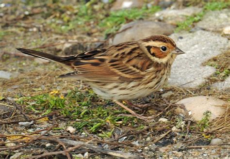 Little Bunting by Tony Hovell - BirdGuides