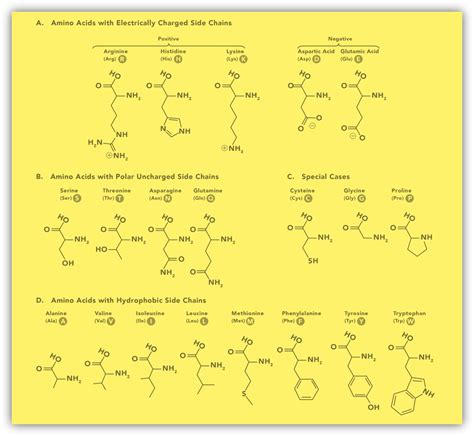 Amino Acids Chart - Kemicalinfo