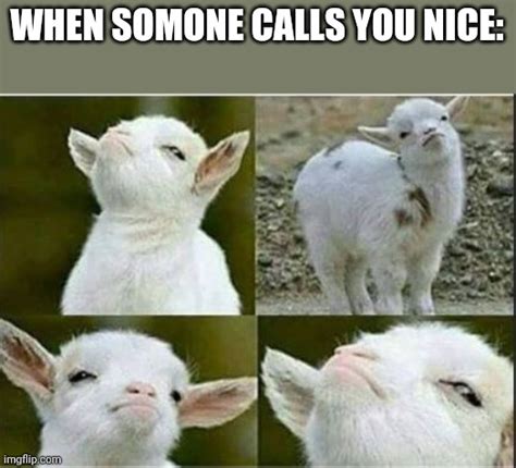 goat Memes & GIFs - Imgflip