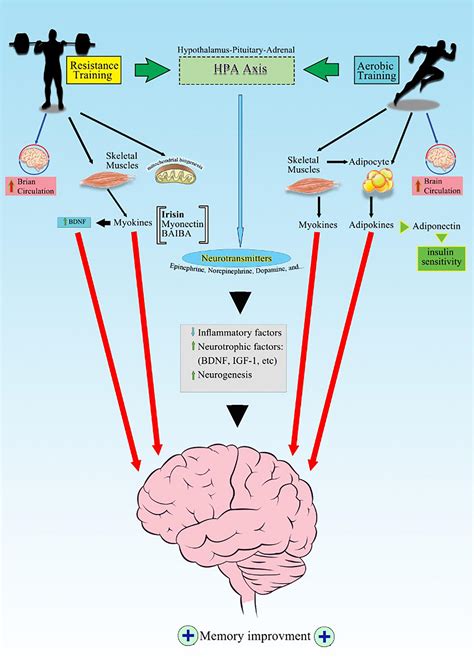 Frontiers | Exercise Training Improves Memory Performance in Older ...