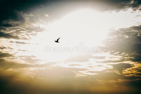 Dreamy Shot of a Bird Flying in the Bright Sunny Sky Stock Image ...