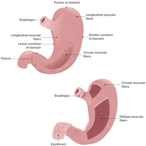 Stomach: Anatomy | Concise Medical Knowledge