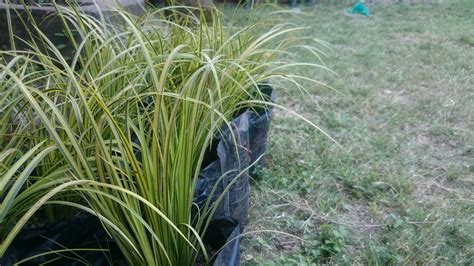 How To Prune Ornamental Grasses - H & G | Hertzler & George, Williamsburg