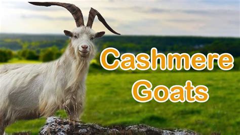 Cashmere goats- Goat type producing fine wool - Goat Farming