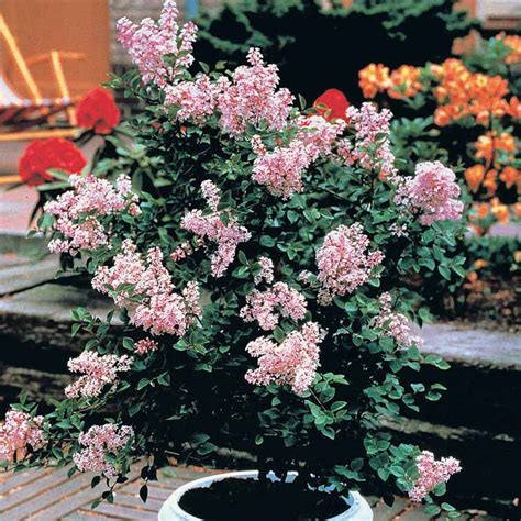 Lilac Dwarf Pink - Shrubs - Van Meuwen | Dwarf lilac, Shrubs, Planting shrubs