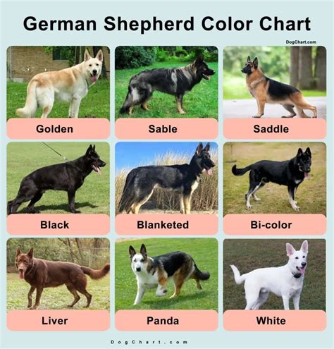 GSD Color Chart - A Comprehensive Coat Colors Chart