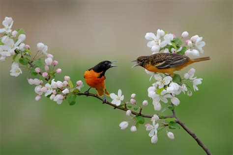 Nature Canada’s Guide to Indoor Birding - Nature Canada