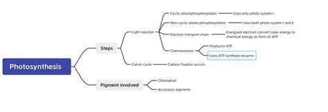 Create a concept map that shows the steps of photosynthesis | Quizlet