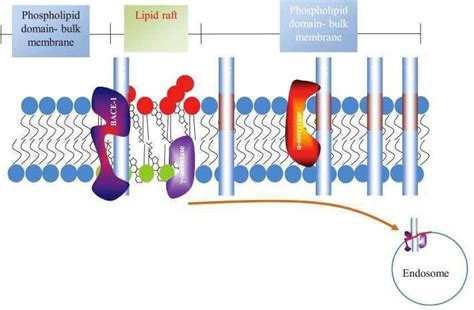 4: Lipid rafts structure. The lipid raft is shown as part of the plasma ...