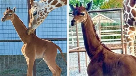 Rare giraffe born without spots in Tennessee zoo is only one in the world | Daily Telegraph