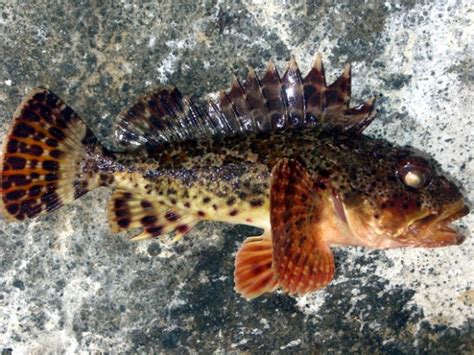 California Scorpionfish: When a sculpin is not a sculpin?