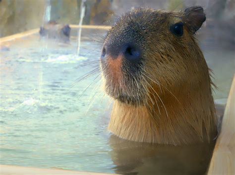 カピバラ一家の入浴姿に癒やされて♪ 伊豆シャボテン公園で冬の風物詩「元祖カピバラの露天風呂イベント」が始まるよ～！ | Pouch[ポーチ]