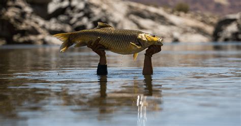 Yellowfish Conservation – On the Fly