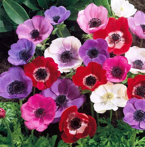 Anemone Harmony Mix Flower Bulbs Colors of pink purple | Etsy