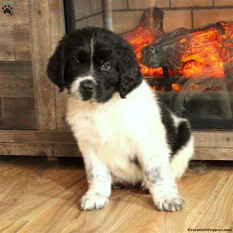 Newfoundland Mix Puppies for Sale | Greenfield Puppies