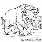 Musk Ox Coloring Pages  Free & Printable sketch template