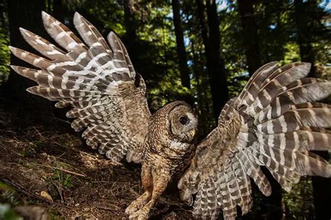 Spotted Owl Facts | Anatomy, Diet, Habitat, Behavior - Animals Time