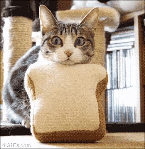 Funny cats - part 175 (40 pics + 10 gifs) | Amazing Creatures