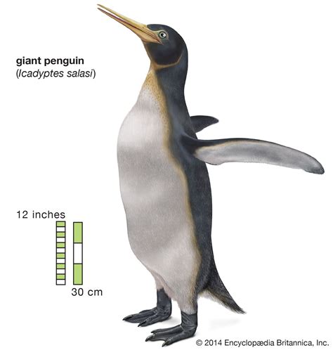 Penguin - Flightless, Adaptations, Aquatic | Britannica