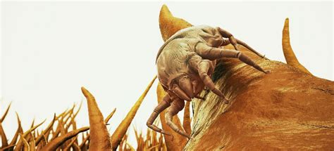 Do Dust Mites Bite? | Fantastic Pest Control