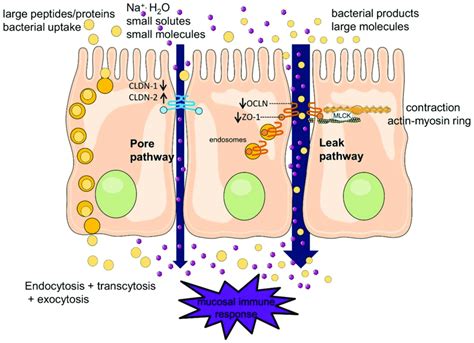 Paracellular and transcellular transport in the intestinal epithelium.... | Download Scientific ...