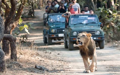 Why Gir National Park Is Famous? | Reserve India Tours