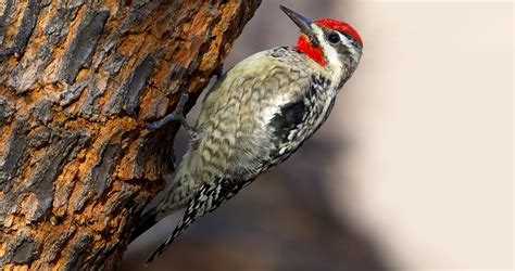 Red-naped Sapsucker Identification, All About Birds, Cornell Lab of ...