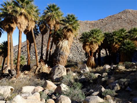 Did Native Americans introduce Fan Palms to California?