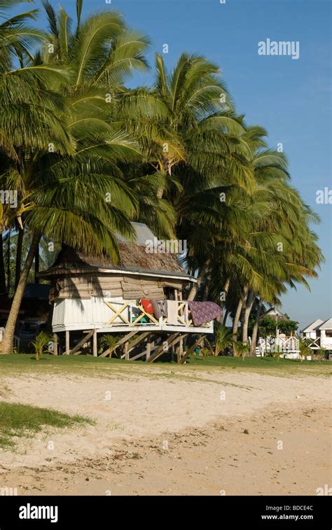 Coconut tree and fale on beach, Manase, Savai'i Island, Western Samoa Stock Photo - Alamy