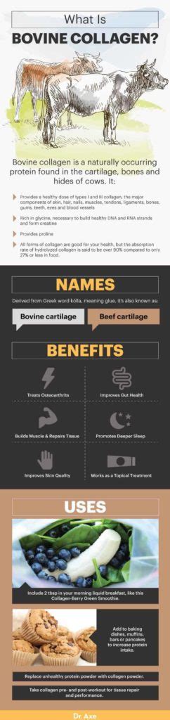 Bovine Collagen Benefits, Uses, Forms and More - Dr. Axe