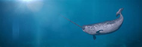 Baby Narwhals - 7 Fascinating Facts About The Unicorn of the Sea ...