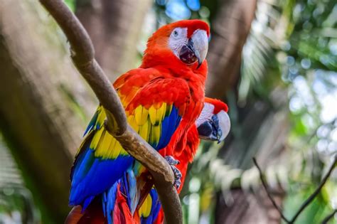 What do macaws eat, and what is their natural habitat? | 2023