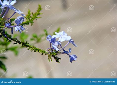 Flower with Blue Seeds and Green Stem Stock Photo - Image of verde, green: 176277688