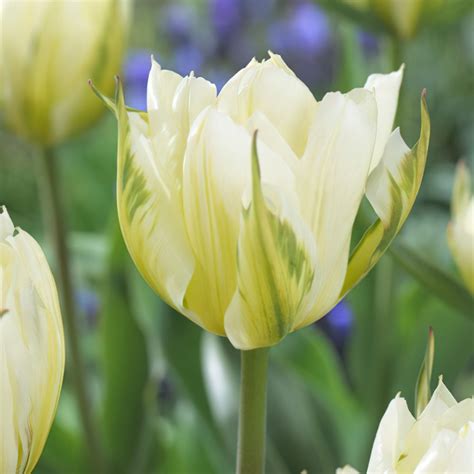 Exotic Emperor Tulip Bulbs - Fosteriana Tulips | Buy Online | Boston Bulbs