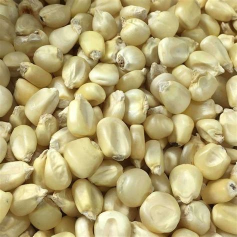 Our open-pollinated Trucker'S Favorite White Dent Corn seeds are ...