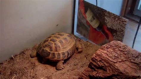 Basic Russian tortoise care - YouTube