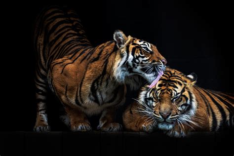 A Beginner's Guide to Zoo Photography | Photocrowd Photography Blog