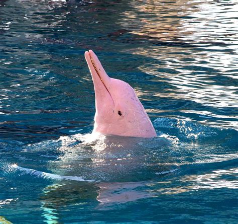 Pink Dolphin | Pink dolphin, Pink river dolphin, River dolphin